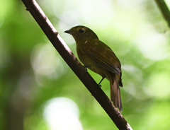 Schiffornis virescens