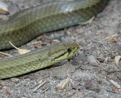 Galvarinus chilensis