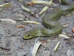 Galvarinus chilensis