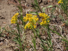 Solidago chilensis
