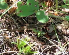 Liolaemus chiliensis