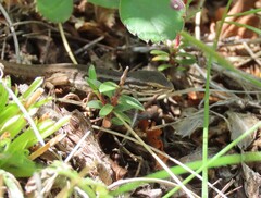 Liolaemus chiliensis