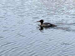 Mergus merganser americanus