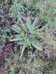 Aloe greatheadii davyana