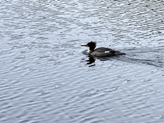 Mergus merganser americanus