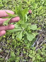 Erigeron philadelphicus