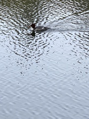 Mergus merganser americanus
