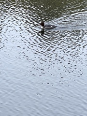 Mergus merganser americanus