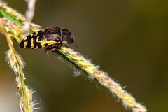 Acmaeodera pulchella image