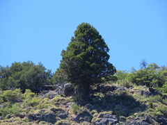 Austrocedrus chilensis