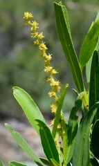 Pleradenophora bilocularis