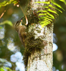 Xiphocolaptes albicollis