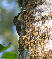Xiphocolaptes albicollis