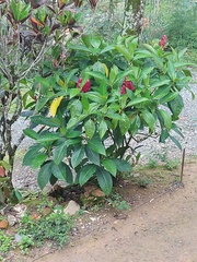 Megaskepasma