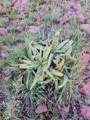 Aloe greatheadii davyana