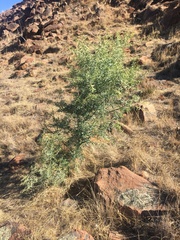Acacia victoriae