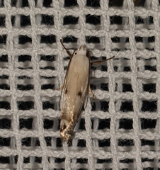 Plectophila discalis