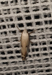 Plectophila discalis