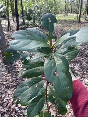 Viburnum odoratissimum