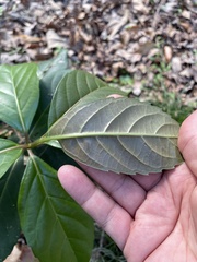 Viburnum odoratissimum