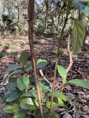 Viburnum odoratissimum
