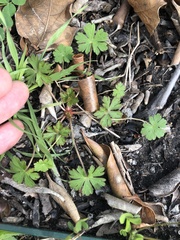Geranium carolinianum