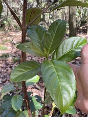 Viburnum odoratissimum