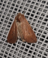 Mythimna
