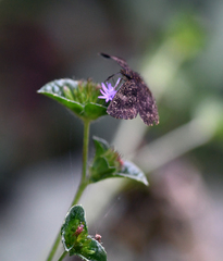 Pyrginae