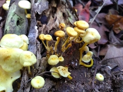 Tricholomopsis aurea