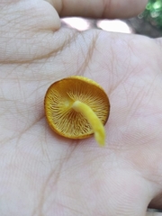 Tricholomopsis aurea