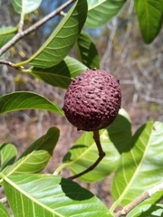 Rhopalocarpus