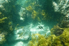 Pseudogoniistius nigripes