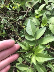 Bidens alba