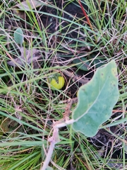Solanum campylacanthum