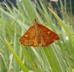 Mnesictena flavidalis