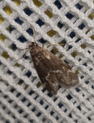 Hygraula