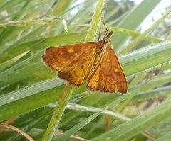 Mnesictena flavidalis