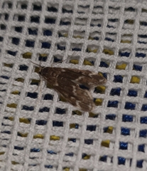 Hygraula