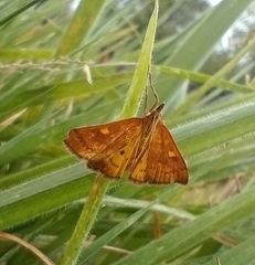 Mnesictena flavidalis