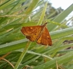 Mnesictena flavidalis