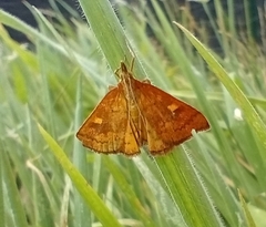 Mnesictena flavidalis