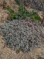 Euphorbia melanadenia