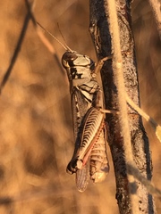 Melanoplus sanguinipes