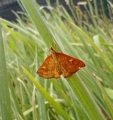 Mnesictena flavidalis