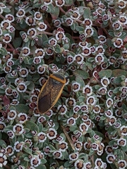 Euphorbia melanadenia