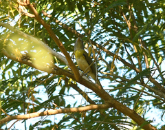 Pachyramphus viridis