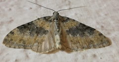 Entephria cyanata