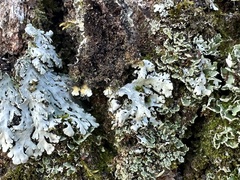 Heterodermia obscurata