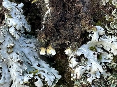 Heterodermia obscurata